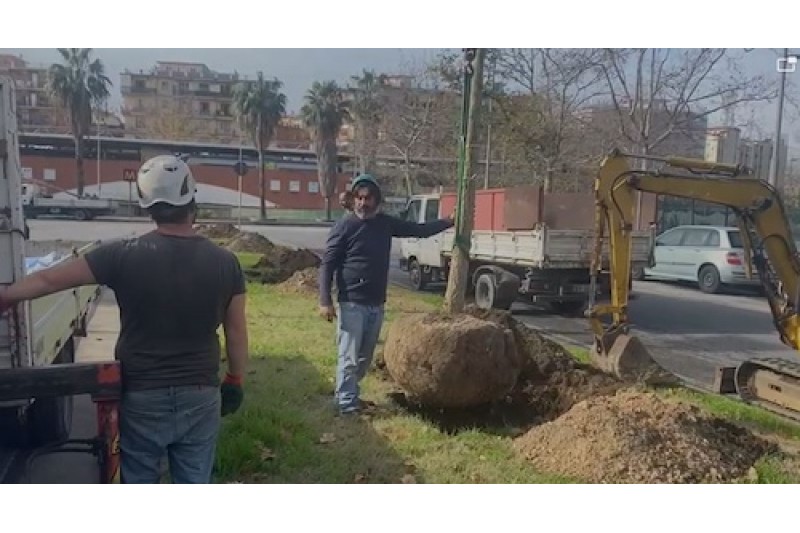 PIANTUMATI 12 GINKGO BILOBA E DUE QUERCE DA SUGHERO IN VIA FIUME