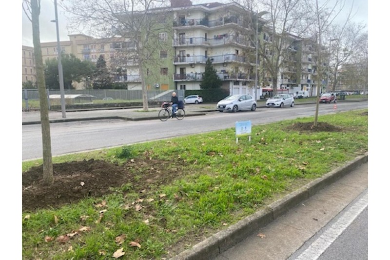 PIANTUMATI 12 GINKGO BILOBA E DUE QUERCE DA SUGHERO IN VIA FIUME