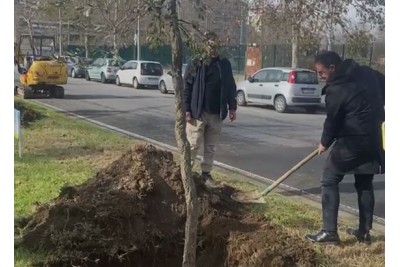 PIANTUMATI 12 GINKGO BILOBA E DUE QUERCE DA SUGHERO IN VIA FIUME