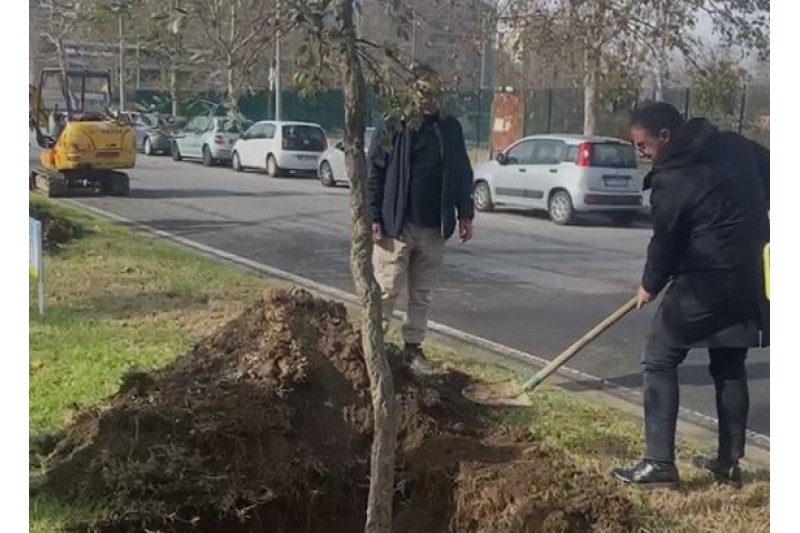 PIANTUMATI 12 GINKGO BILOBA E DUE QUERCE DA SUGHERO IN VIA FIUME